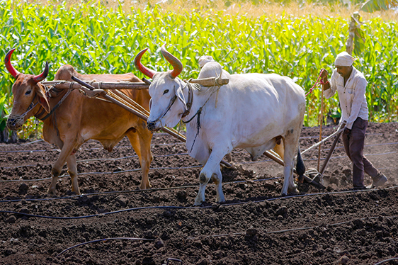 organic farming